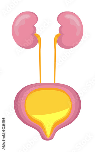 Urinary bladder icon, flat symbol is shown. Cystitis, urolithiasis, nephroptosis, renal failure are presented.