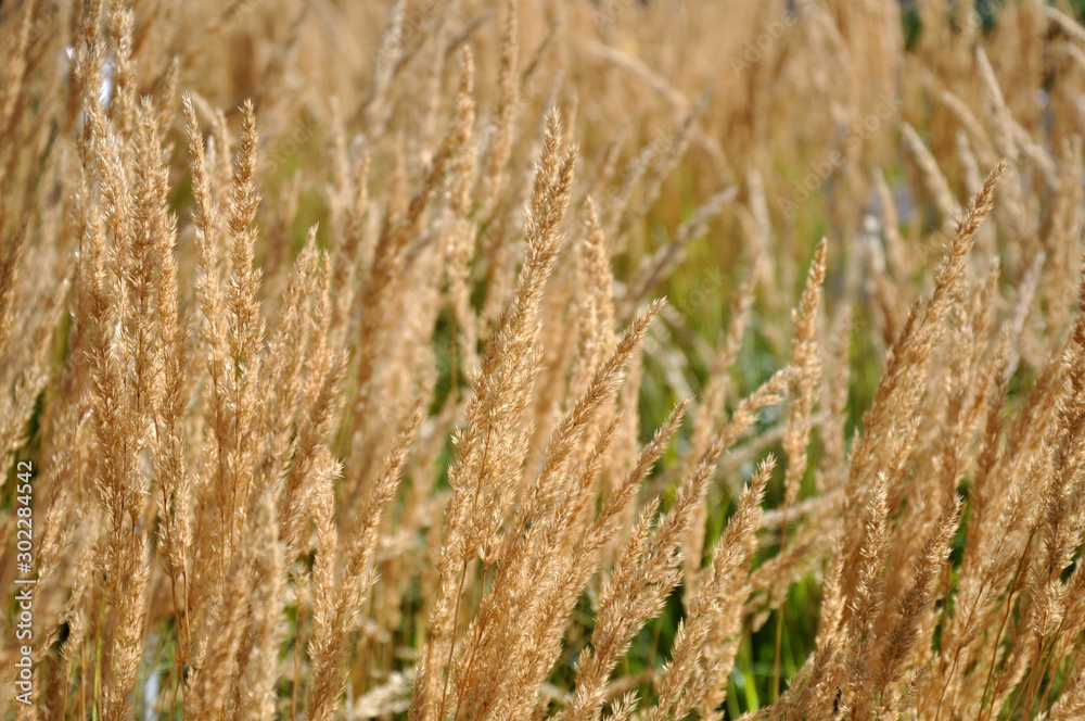Selective soft focus of dry grass on a flower bed, reed, stem. Texture, background. Selective soft focus of dry grass on a flower bed, reed, stem. Texture, background.