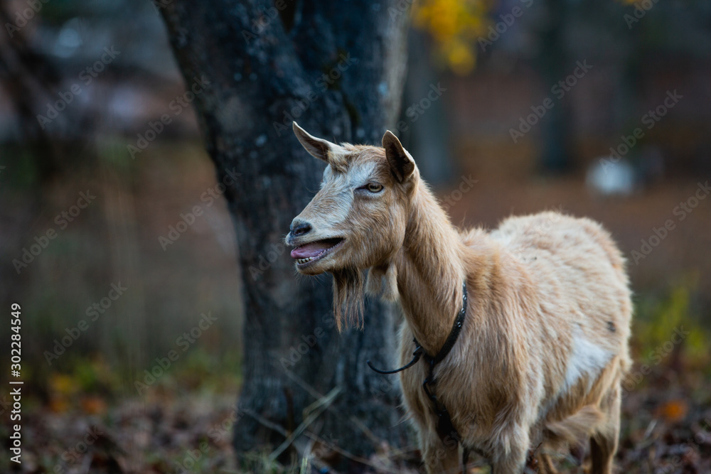 cute portrait of goat