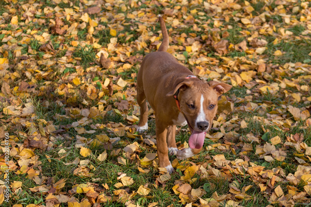 American staffordshire terrier puppy is standing on a yellow leaves in the autumn park. Pet animals. Three month old.