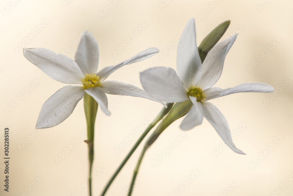 Narcissus serotinus is a small white daffodil endemic to the southwest of the Iberian Peninsula growing in sunny meadows sometimes with thousands of specimens