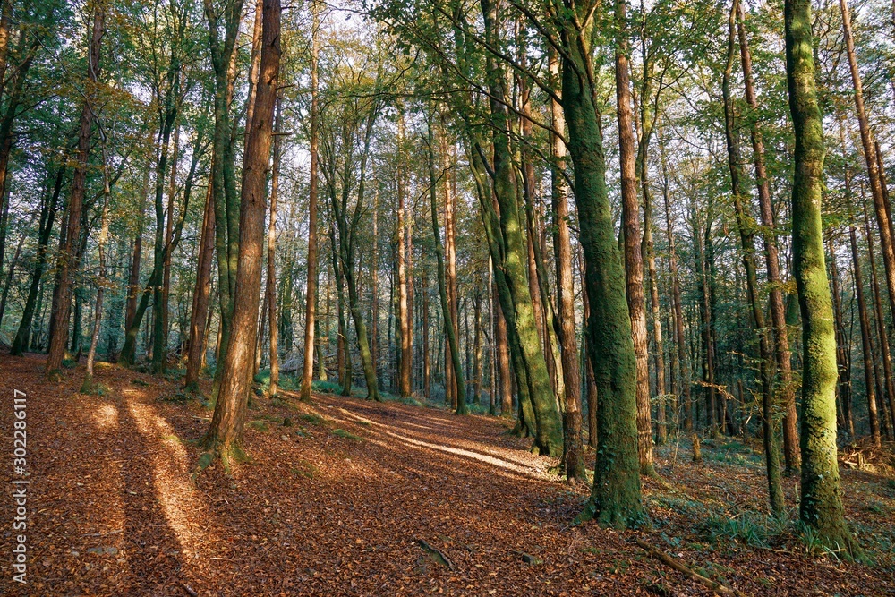 Fototapeta premium path in the forest