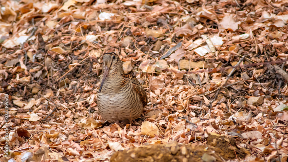 Camouflage bird woodcock. Brown dry leaves and white snow background. Bird: Eurasian Woodcock. Scolopax rusticola. Camouflage bird woodcock. Brown dry leaves and white snow background. Bird: Eurasian Woodcock. Scolopax rusticola.
