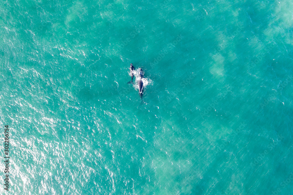 Whale Whale