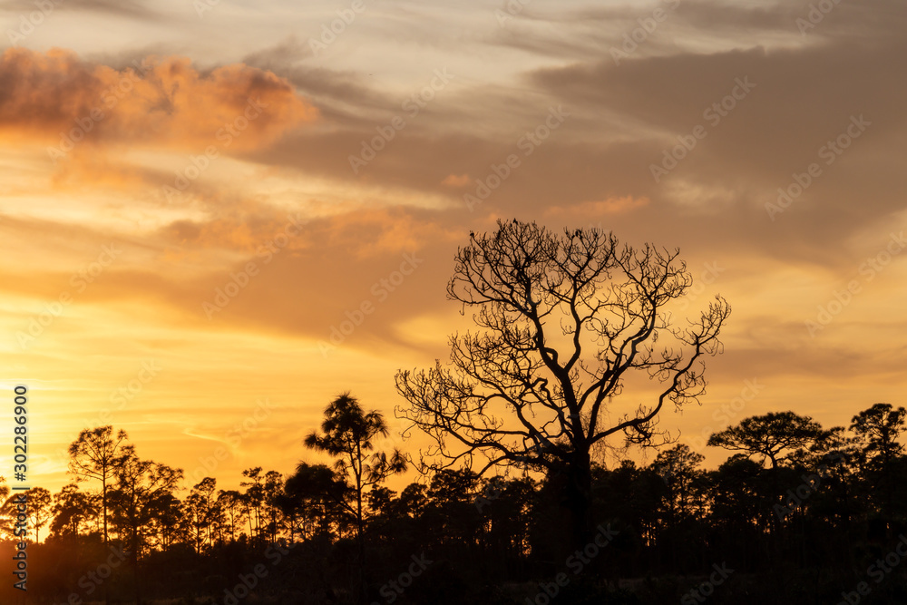 silhouette of tree with a stunning sunset