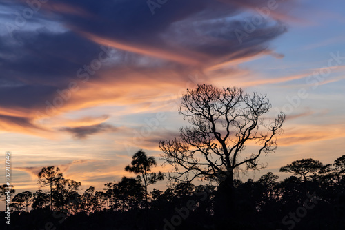 Fototapeta Naklejka Na Ścianę i Meble -  Silhouette of tree with birds.  Sky filled with a stunning sunset