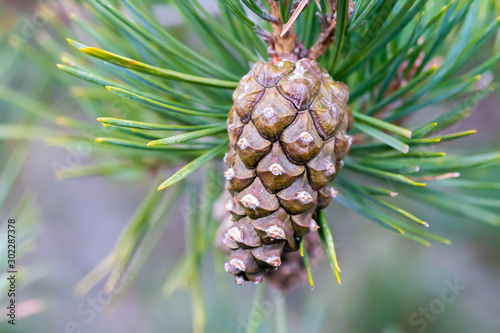 Scots pine (Pinus sylvestris) tree cone