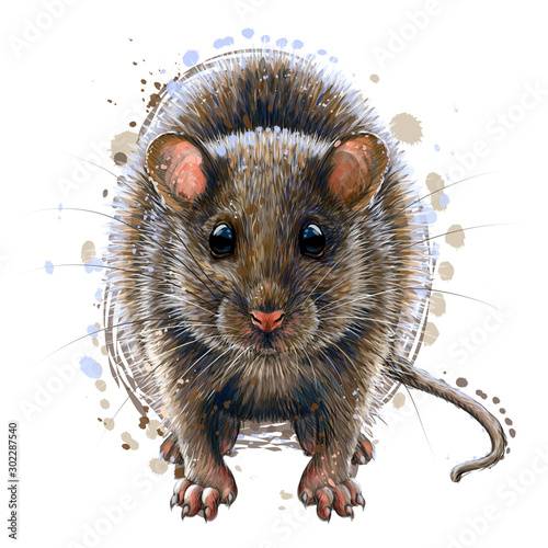 Mouse. Artistic, graphic, color portrait of a mouse on a white background in a watercolor style.