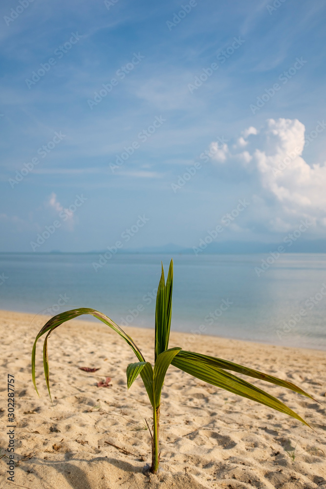 Coconut Tree Sprouting on a Beach in Koh Samui, Thailand Coconut Tree Sprouting on a Beach in Koh Samui, Thailand