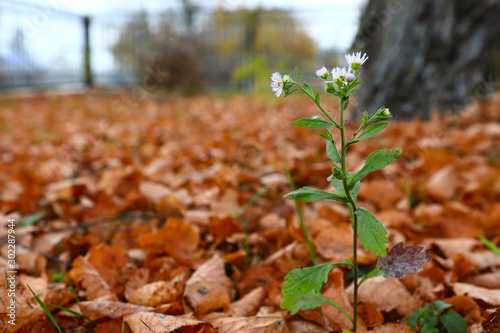 Lonely little white daisy flower. against the background of fallen yellow-orange leaves. Autumn foggy morning.