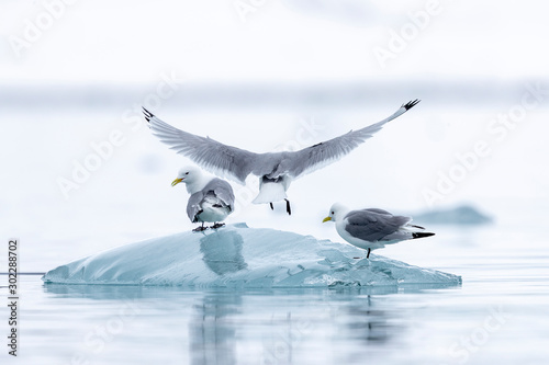 a black-legged kitt lands on a piece of ice between two other birds