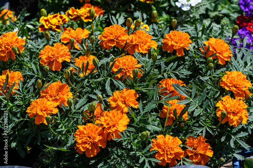 Large group of orange tagetes or African marigold flowers in a sunny summer garden, textured floral background, soft focus