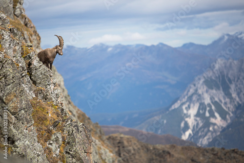 Alpensteinbock in den Bergen, ibex