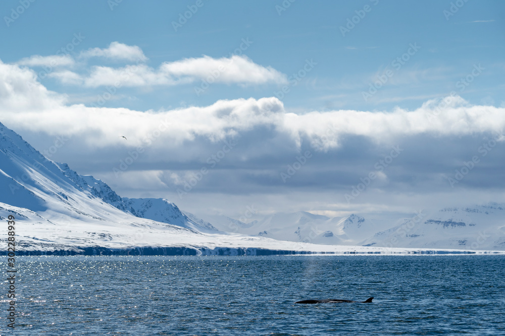 a whale swims with the mountains of Spitsbergen in the background a whale swims with the mountains of Spitsbergen in the background