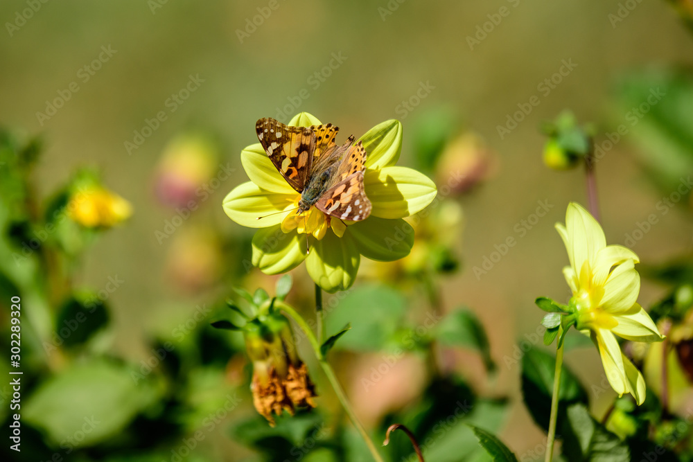 Delicate orange and brown butterfly on a large yellow dahlia flower in full bloom on blurred background, photographed with soft focus in a garden in a sunny summer day Delicate orange and brown butterfly on a large yellow dahlia flower in full bloom on blurred background, photographed with soft focus in a garden in a sunny summer day