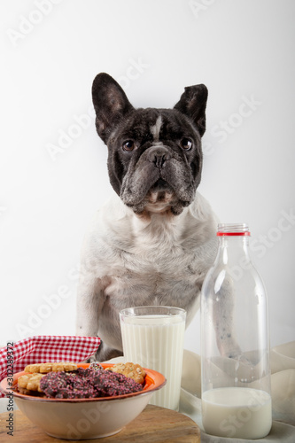 French bulldog with breakfast Chocolate and almond cookies with glass of fresh milk on rustic wood Vertical image © jcalvera