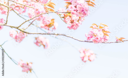 cerisier japonais rose printemps