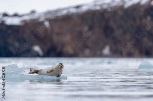 a harp seal lie on a piece of ice with in the background the shore