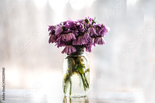 Wilting purple daisies in mason jar