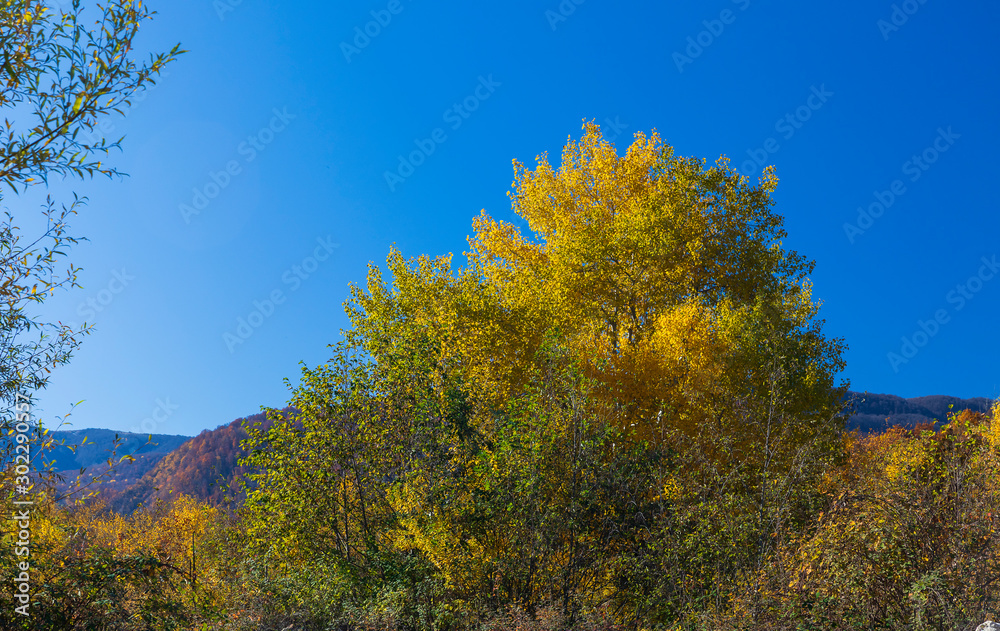 Yellowed foliage on a tree in autumn