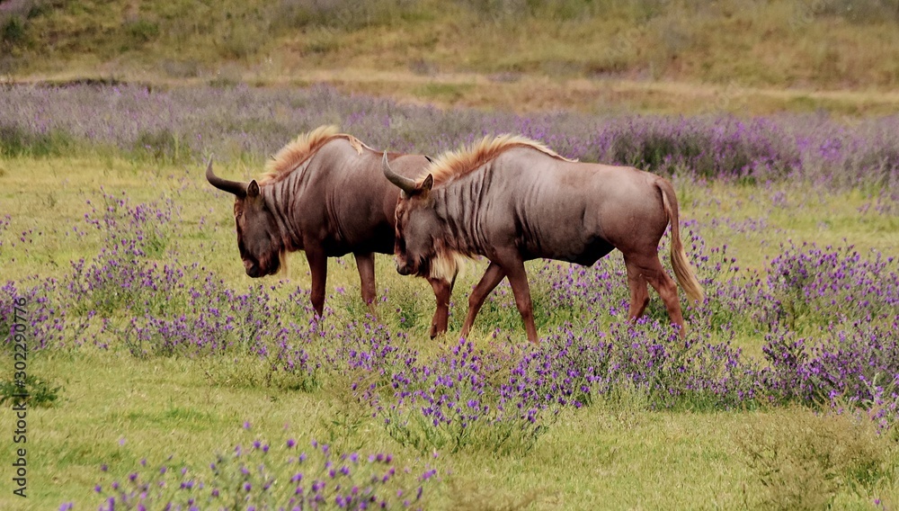 Fototapeta premium Close up of wildebeest on a meadow