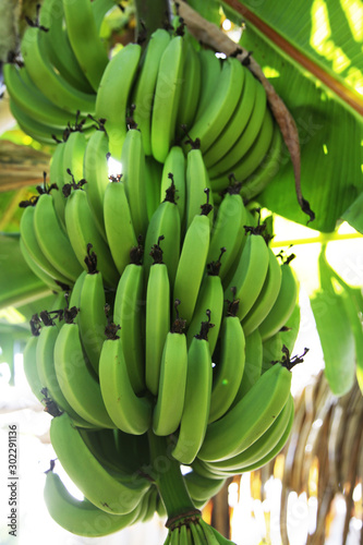 Green Organic Bananas Growing in Bunches on Tree in Tahiti