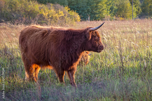 The Scottish highland cattle have a wonderfully dense red fur