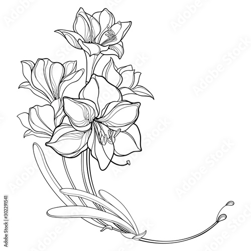 Corner bouquet of outline bulbous Amaryllis or belladonna Lily flower bunch and leaf in black isolated on white background.
