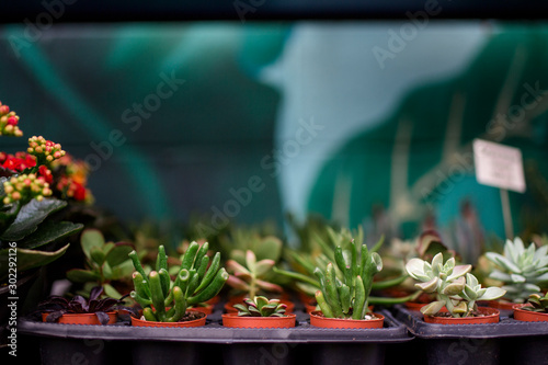 rows of tiny potted plants sit on a shelf in a garden store