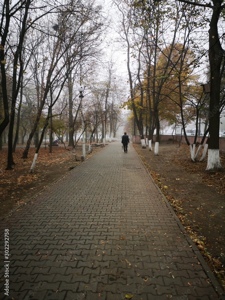 alley in the autumn park in foggy morning