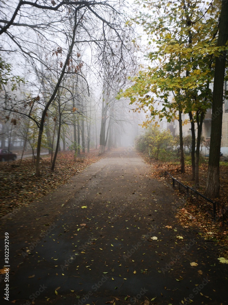 Obraz premium Foggy road in forest
