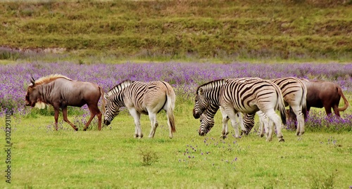 Landscape with Wildebeest and Zebras on a meadow