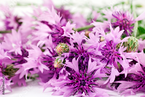 Bouquet of purple cornflowers on a white background.