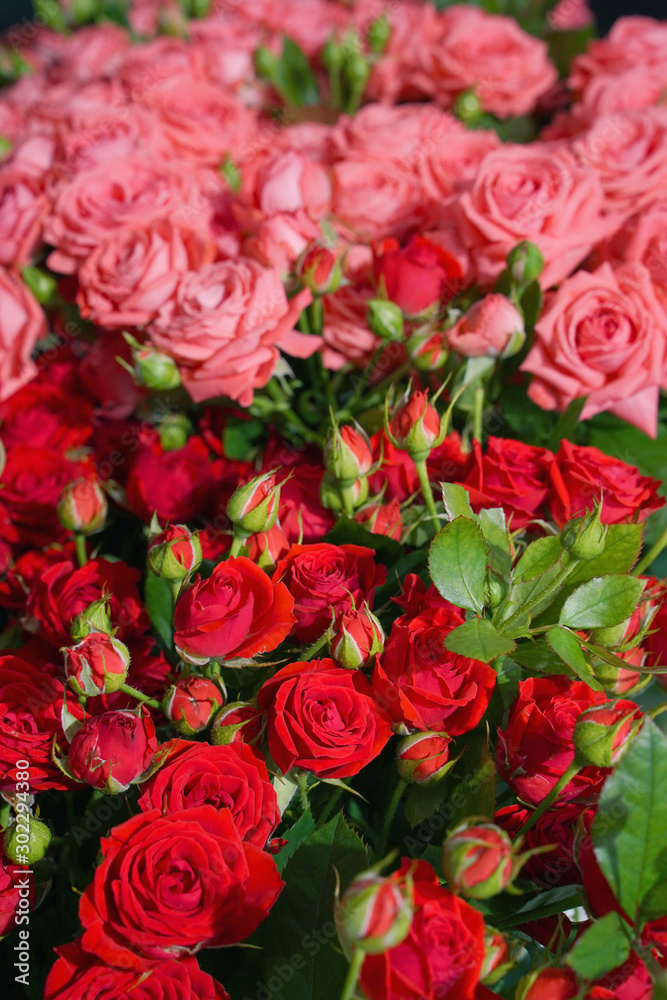 bouquet of natural colorful roses bouquet of natural colorful roses