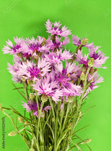 Pink cornflowers on a green background.