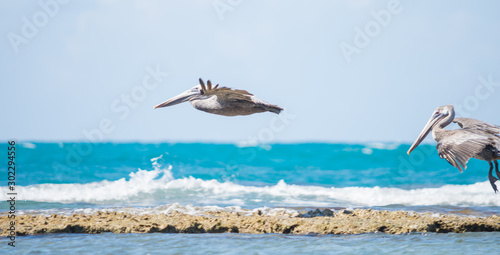 Pelicans on a beach close to Treasure Beach, Jamaica, flying looking for some fishes © Travelling Jack