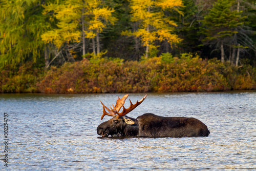 Bull Moose Swimming in the Lake