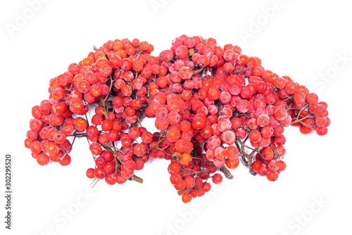 Rowan berry isolated on white backgroud.