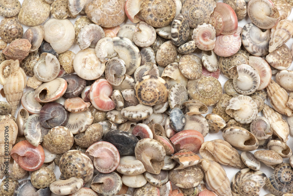 Small seashells texture background. Top view.