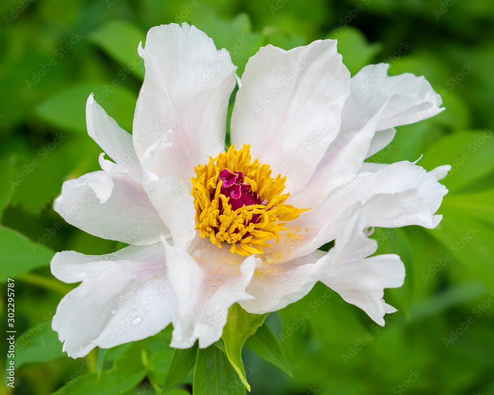 Open white peony with petals and stamens on a dark green background. Open white peony with petals and stamens on a dark green background.