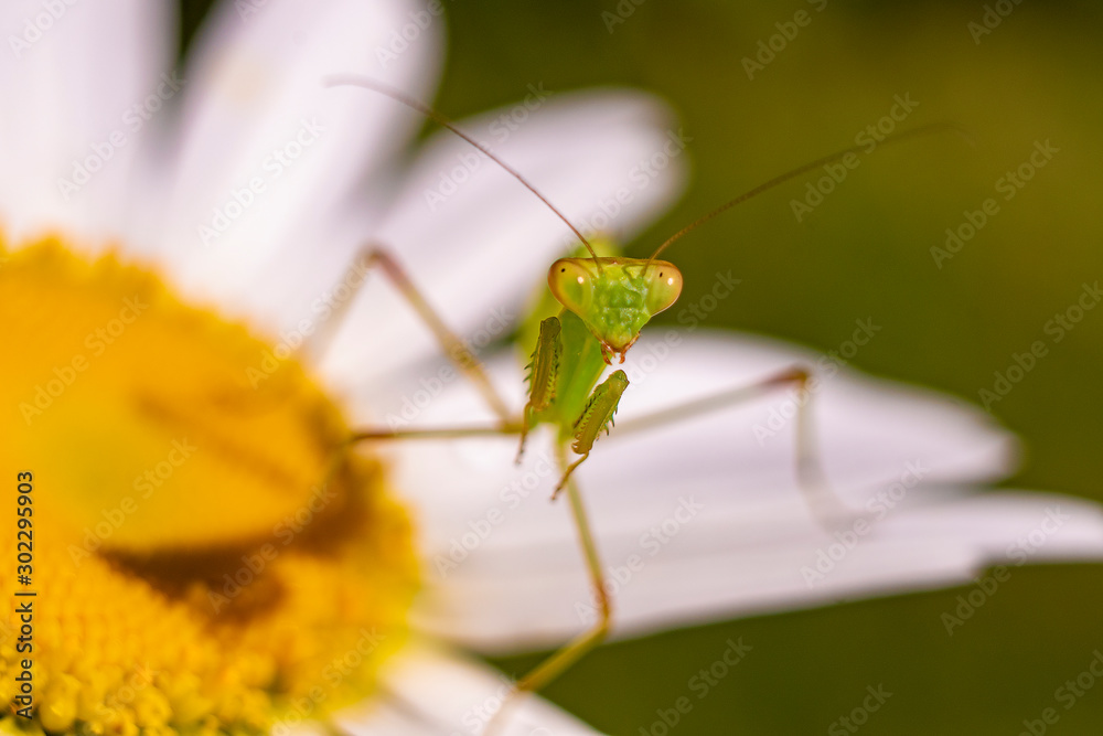 Mantis Hierodula transcaucasica closeup sits on a Daisy flower and looks at the camera.