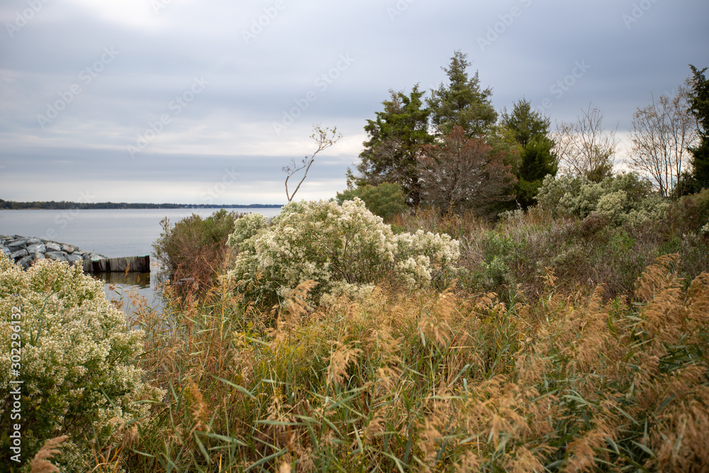 shoreline plants patuxent river calvert county southern maryland overcast early autumn day