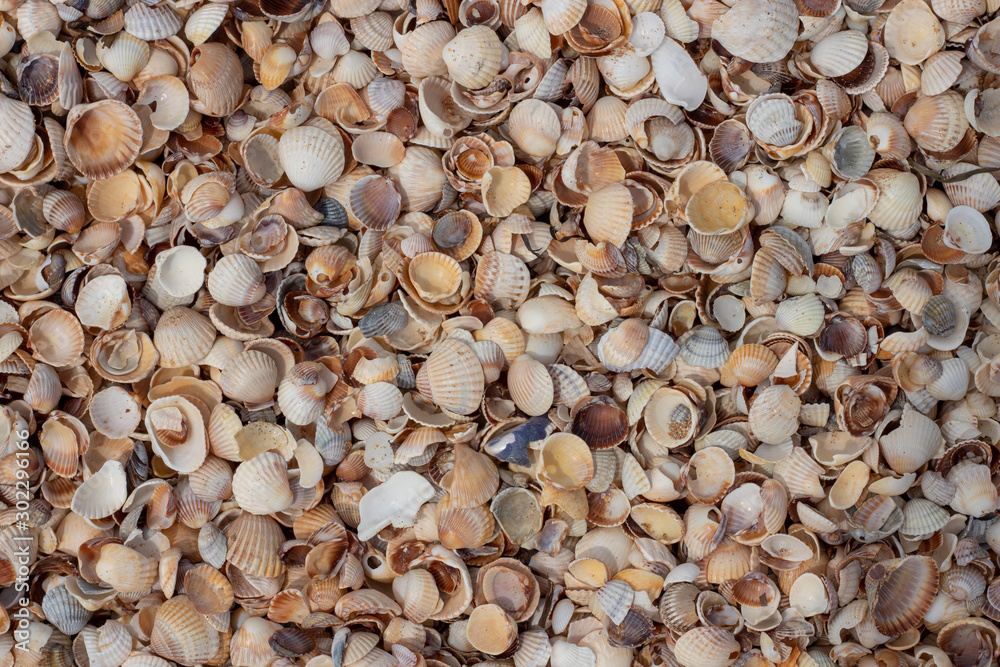 A large number of small shells. Photo in warm colors. Photo for background.