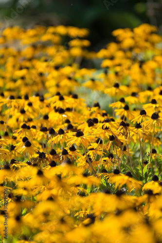 Rudbeckia hirta Black Eyed Susan