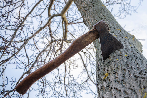 An ax sticks out from a stump of a freshly cut tree. Felling trees. Wildlife conservation.