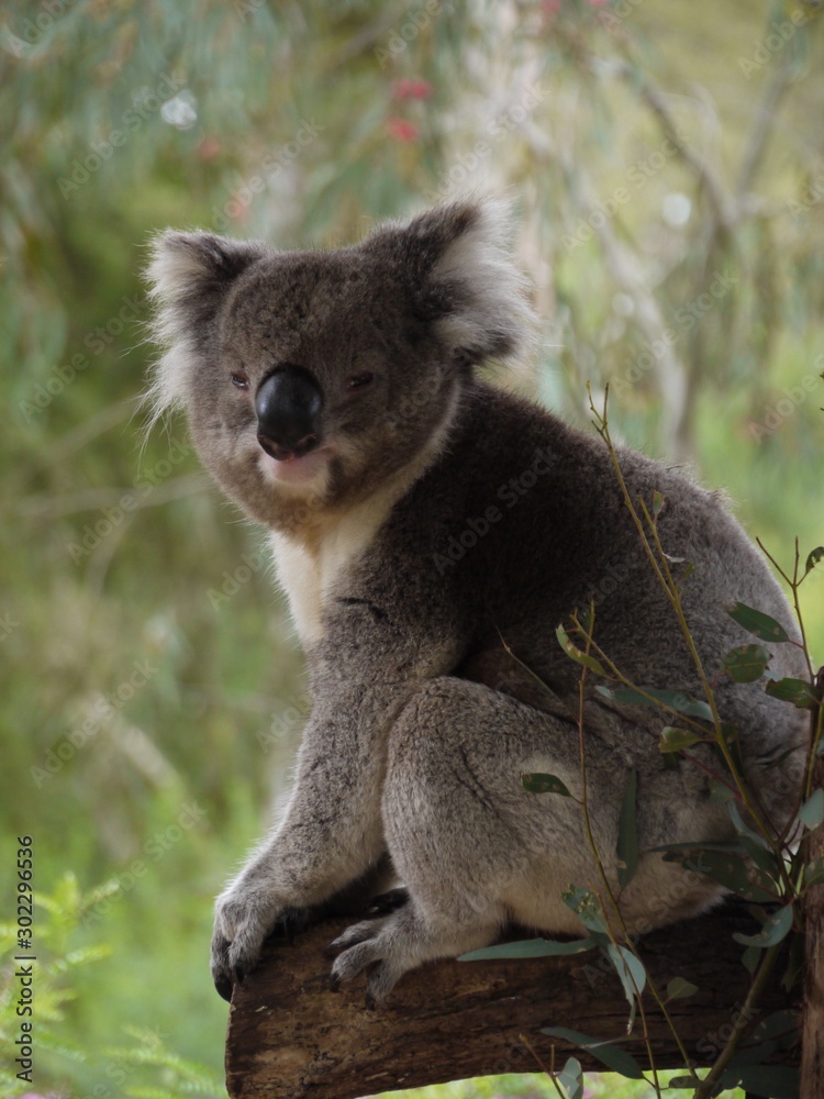 Koala