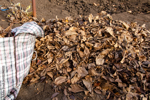 Autumn harvest of fallen yellow leaves
