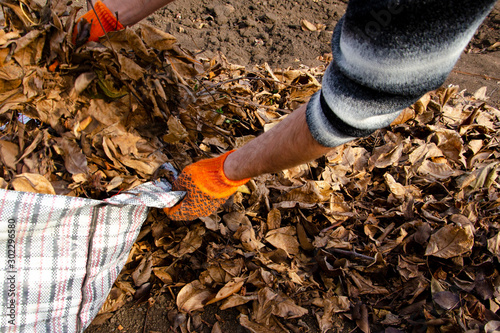 Autumn harvest of fallen yellow leaves