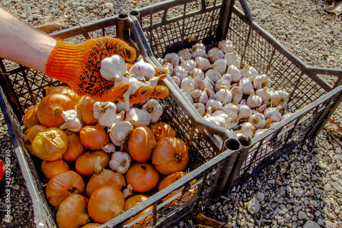 Harvesting and sorting onions and garlic in boxes