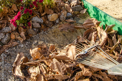 Autumn harvest of fallen yellow leaves